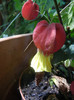 Abutilon megapotamicum (2012, Jun.13)