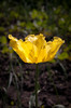 Tulipa Parrot "Texas Gold"