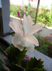 White Schlumbergera (2012, June 13)