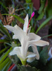 White Christmas Cactus (2012, June 13)