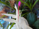 White Christmas Cactus (2012, June 13)