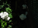 H. arborescens grandiflora