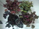 Heuchera