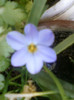13 iunie 2012-flori 012