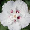 rose of sharon...