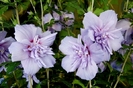 Hibiscus-syriacus-Blue-Chiffon