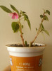 13 iunie 2012-flori 006