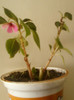 13 iunie 2012-flori 009
