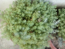 13 iunie 2012-flori 014