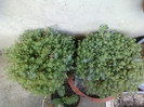 13 iunie 2012-flori 017