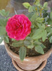 mini rosa-rosie