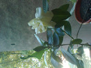 gardenie altoita