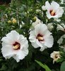 hibiscus-syriacus1