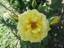 DSCF7533