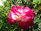 DSCF7537