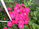 DSCN1395