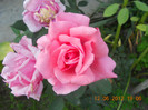 DSCN1396