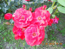 DSCN1397