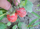 DSCN1407