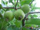 DSCN1414