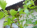 DSCN1423