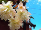 DSC06355
