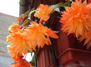 DSC06366