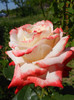 DSCN3762