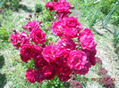 DSCN3773