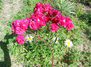 DSCN3774