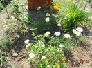 DSCN3731