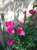 DSCN3509