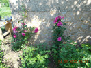 DSCN3510