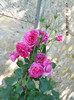 DSCN3511