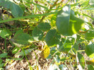 DSCN3542