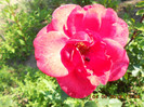 DSCN3547