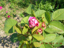 DSCN3548