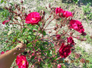 DSCN3549