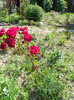 DSCN3551