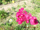 DSCN3650