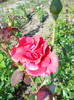 DSCN3654
