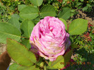 DSCN3655