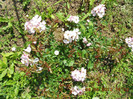 DSCN3686