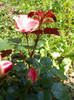 DSCN3688