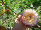 DSCN3697