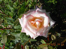 DSCN3698