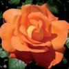 trandafir-catarator-louis-de-funes-2