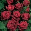 trandafir-catarator-papa-meilland-1