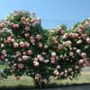 trandafir-catarator-pierre-de-ronsard-3