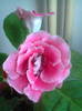 Gloxinia roz
